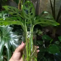 آلوئه ورا خرفه ای قلمه مانسترا پتوس