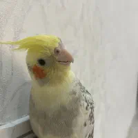 گمشده