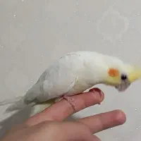 جوجه عروس هلندی|پرنده|رباط‌کریم, رباط‌کریم|دیوار