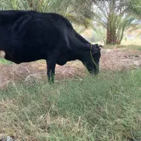 گاو آوس|حیوانات مزرعه|کهنوج, |دیوار