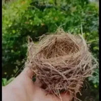 قناری پارسالی وجوجه قناری