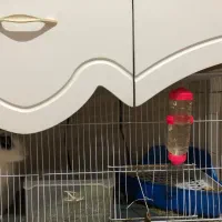 خرگوش نر اهلی به همراه قفس ووسایل|موش و خرگوش|تبریز, |دیوار