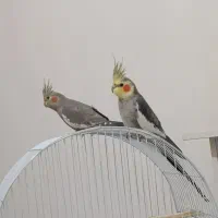 یک جفت عروس هلندی