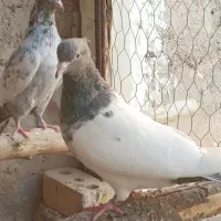 چندجفت کفتر بهبونی خوب