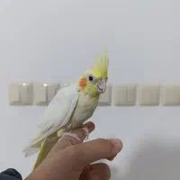 عروس هلندی لوتینو ماده|پرنده|قم, انسجام|دیوار