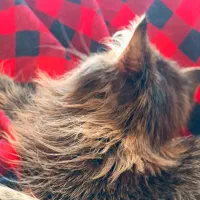 گربه ناز|گربه|ساری, |دیوار