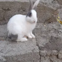 خرگوش اهلی|موش و خرگوش|ویلکیج, |دیوار