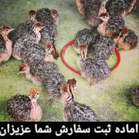 جوجه شترمرغ تخم خوراکی گوشت روغن درمانی قلم|حیوانات مزرعه|سی‌سخت, |دیوار