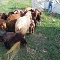 خواستار اخذ مجوز تامین آب دامداری هستم