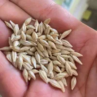 فروش جو پاییزه دیم وابی