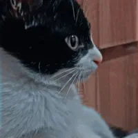 گربه تاکسیدو