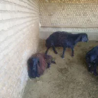 بره پرواری چاق|حیوانات مزرعه|میان جلگه, |دیوار