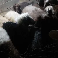 بره|حیوانات مزرعه|ایلام, |دیوار