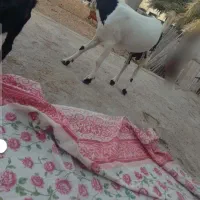 کهره نر