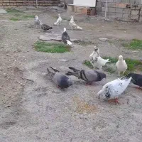 کفتر های آس