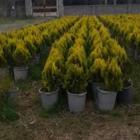 کامیس نوکدار زعفرانی سطل ۱۲