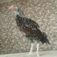 ماده مرغ (ماکیان)