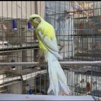 قناری رسمی بلند و رنگی اورجینال