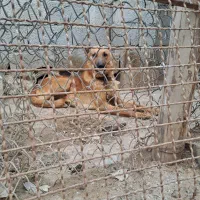 واگذاری دوعدد سگ دورگ مالینیوز ژرمن مناسب نگهبانی