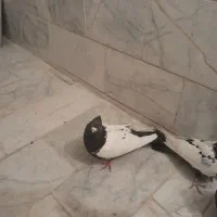 کبوتر رنگی|پرنده|خرمدره, |دیوار