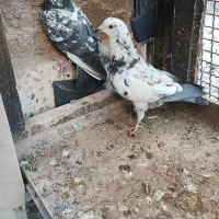 مجسمه کبوتر زنده