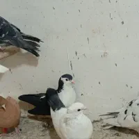 کفتر هوایی ۱۲تا|پرنده|تربتحیدریه, بالا ولایت|دیوار