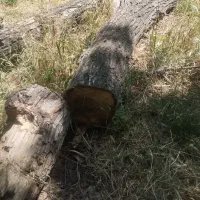 خرید انواع چوب خشک و تر