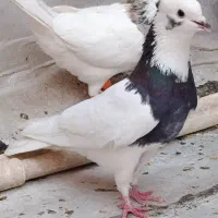 نر طوق سیاه