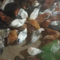 فروش جوجه هفتاد روزه وخروس بالغ|حیوانات مزرعه|چابکسر, |دیوار