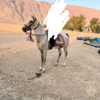 اسب نریان درشوری