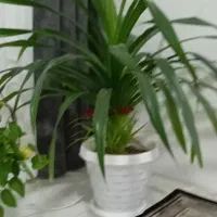 گل پاندانوس|گل و گیاه طبیعی|تربتحیدریه, کلاته توکلی|دیوار