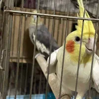 فروش فوری عروس هلندی