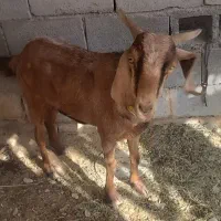 فروش یه عدد بز با چپشت