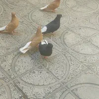 کبوتر ۳عددنر ۲تا ماده|پرنده|ایوان, |دیوار