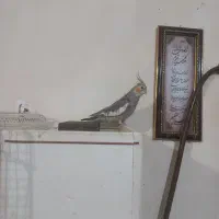 طوطی عروس سخنگو نر
