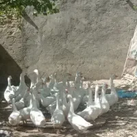 فروش قو غاز  اکراینی اصل|حیوانات مزرعه|شاهین دژ, |دیوار