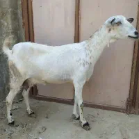 کهره سومالی زیر گلو دار اوس سر گوران