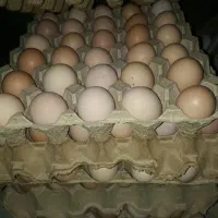 پیک رایگان شونه ۳۰عددی ۲۴۰  ارگانیک