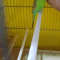 مرغ عشق ،قفس،لانه،کوزه|پرنده|شاهرود, |دیوار