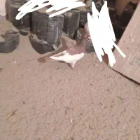 یهودی|پرنده|میاندوآب, |دیوار