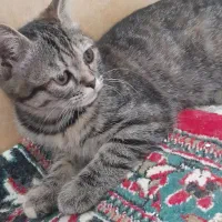 گربه|گربه|نیشابور, ریوند|دیوار