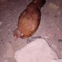 مرغ خونگی