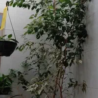 گل و گیاه طبیعی
