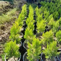 فروش عمده نهال کاج لاوسون|خدمات باغبانی و درختکاری|مرزنآباد, |دیوار