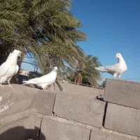 پرنده کبوتر رنگی