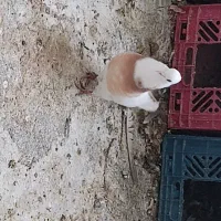 کبوتر فروش فوری|پرنده|سوق, |دیوار