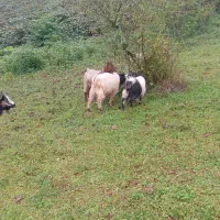 بز و بزغاله