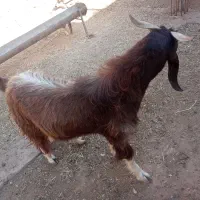 تیشتر دورگه|حیوانات مزرعه|مسجد سلیمان, |دیوار