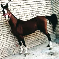 اسب عرب نریان خالص