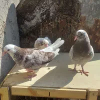 کبوتر|پرنده|پاکدشت, پاکدشت (مامازند)|دیوار